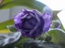 08.09.2017 RD Greis floare