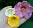 Abutilon hibrid versus abutilon obisnuit..