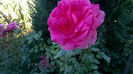 Coral Dawn