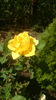 Gold Reef