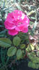L.D. Braithwait