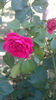 Red Leonardo da Vinci