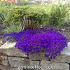 Seminte flori Aubretia Spring Falls