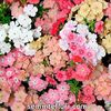 Seminte flori Phlox Coral Reef