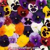 Seminte flori Pansy Winter Flowering Mix