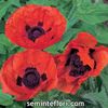 Seminte flori Poppy Papaver Brilliant