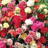 Seminte flori Carnation Giand Chabaud Mixed