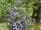 aster inalt