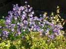 aster inalt