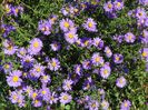 aster inalt
