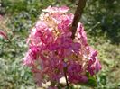 hydrangea pan. Fraise Melba