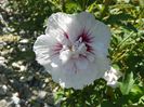 hibiscus syr. China Chiffon