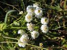 tanacetum parthenium dublu