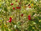 rosa canina