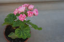 Australian Pink Rosebud