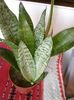 sanseviera-