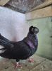 IMG-20170917-WA0007