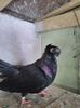 IMG-20170917-WA0006