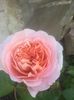 Abraham Darby