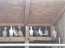 IMG-20170917-WA0010