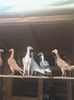 IMG-20170917-WA0015