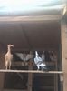 IMG-20170917-WA0018