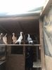 IMG-20170917-WA0021