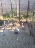 IMG-20170917-WA0029