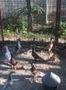 IMG-20170917-WA0032