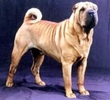 3_sharpei