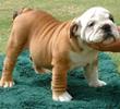 03bulldog%20englez%20(1)