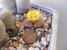 Lithops fulviceps