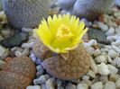 Lithops fulviceps