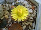 Lithops fulviceps