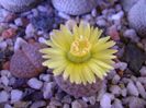 Lithops fulviceps