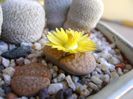 Lithops fulviceps