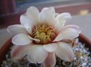 Gymnocalycium ochoterenae v. cinereum