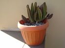 Stapelia grandiflora