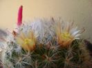 Mammillaria bocasana