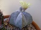 Astrophytum coahuilense