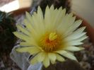 Astrophytum coahuilense