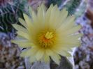 Astrophytum coahuilense