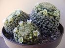 Mammillaria schiedeana