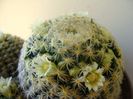 Mammillaria schiedeana
