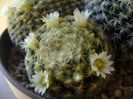 Mammillaria schiedeana