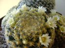 Mammillaria schiedeana