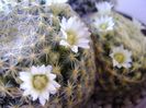Mammillaria schiedeana