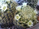 Mammillaria schiedeana