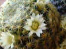 Mammillaria schiedeana