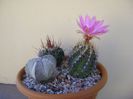 Thelocactus bicolor ssp. pottsii